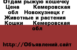 Отдам рыжую кошечку › Цена ­ 1 - Кемеровская обл., Новокузнецк г. Животные и растения » Кошки   . Кемеровская обл.